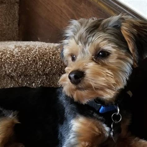 Prince Royalty alert Check out Prince&x27;s latest adventures. . Red river yorkies